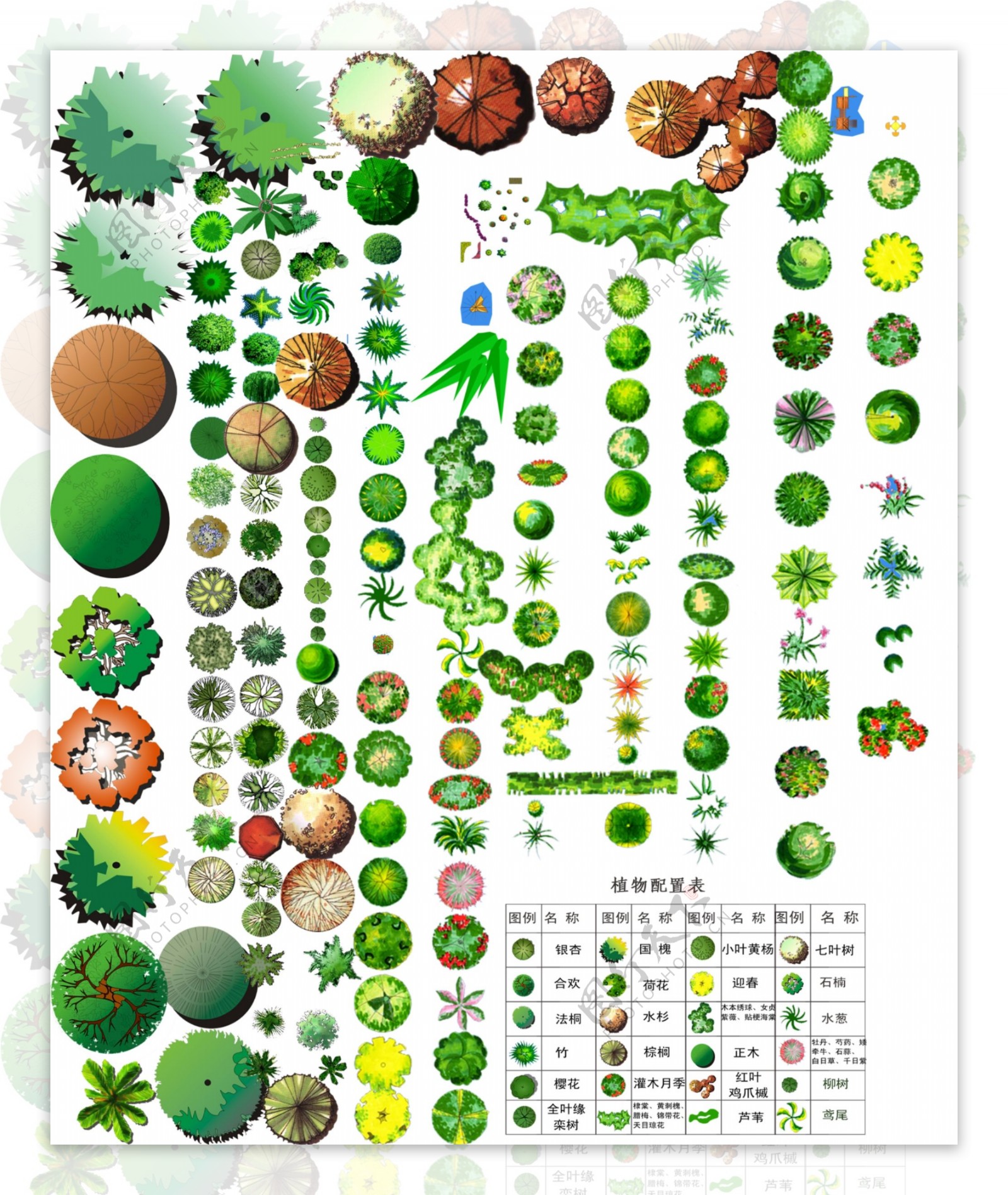 植物彩平图片