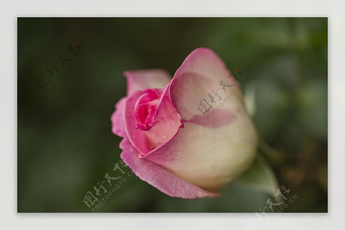 白中透粉的玫瑰图片