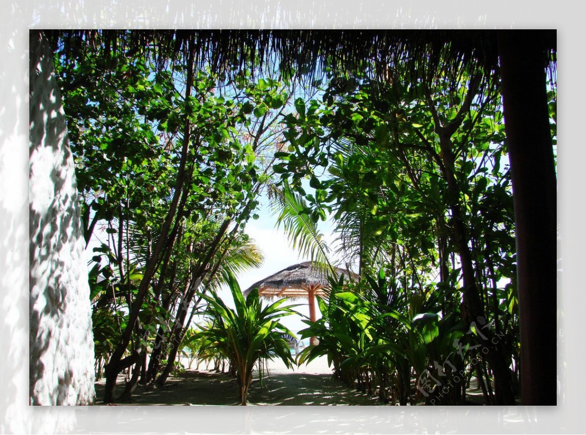 马尔代夫风光植物图片