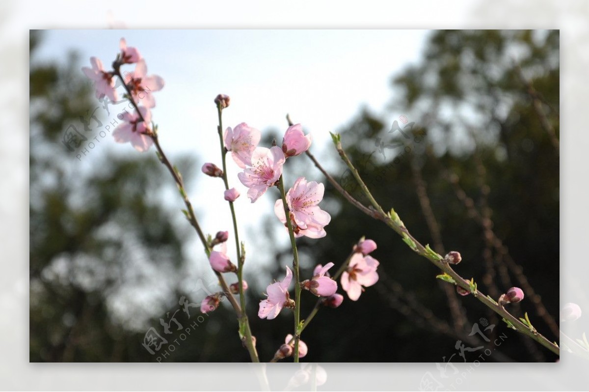 桃花桃树枝图片