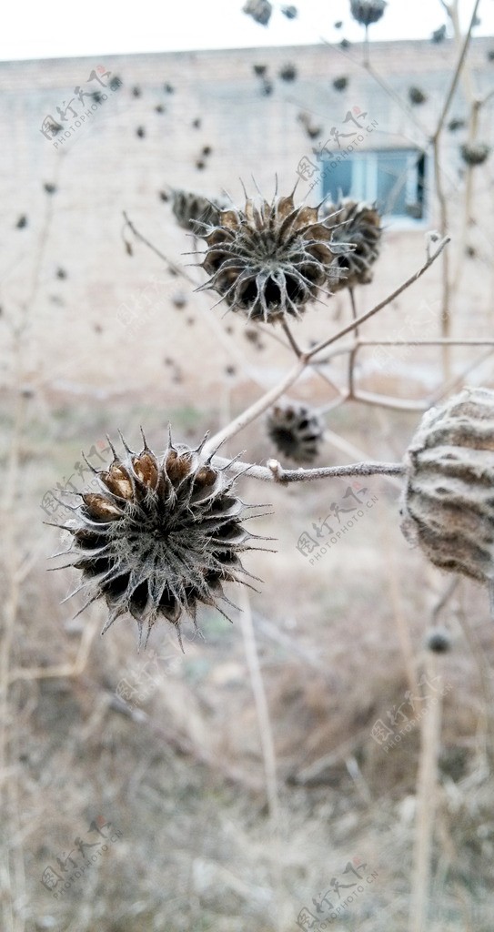 干枯枯萎种子图片