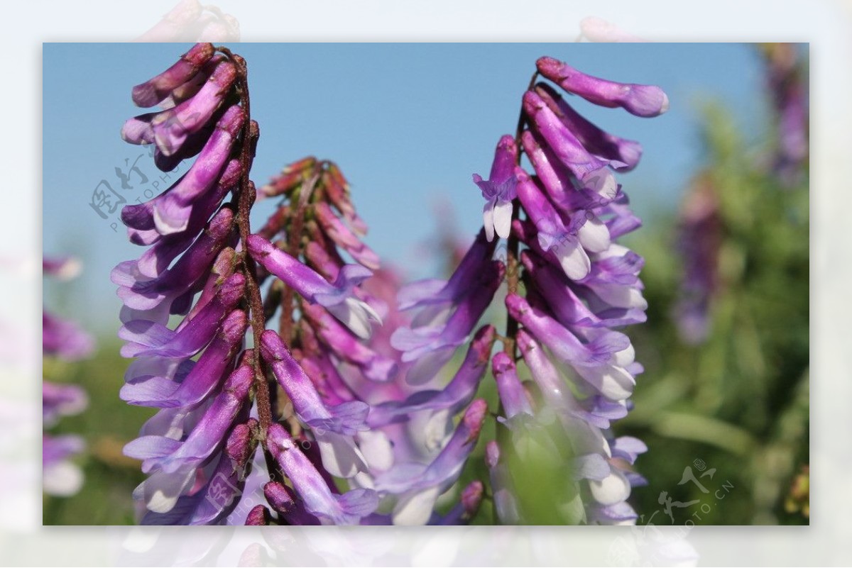 紫苜蓿图片_春季的紫苜蓿图片大全 - 花卉网