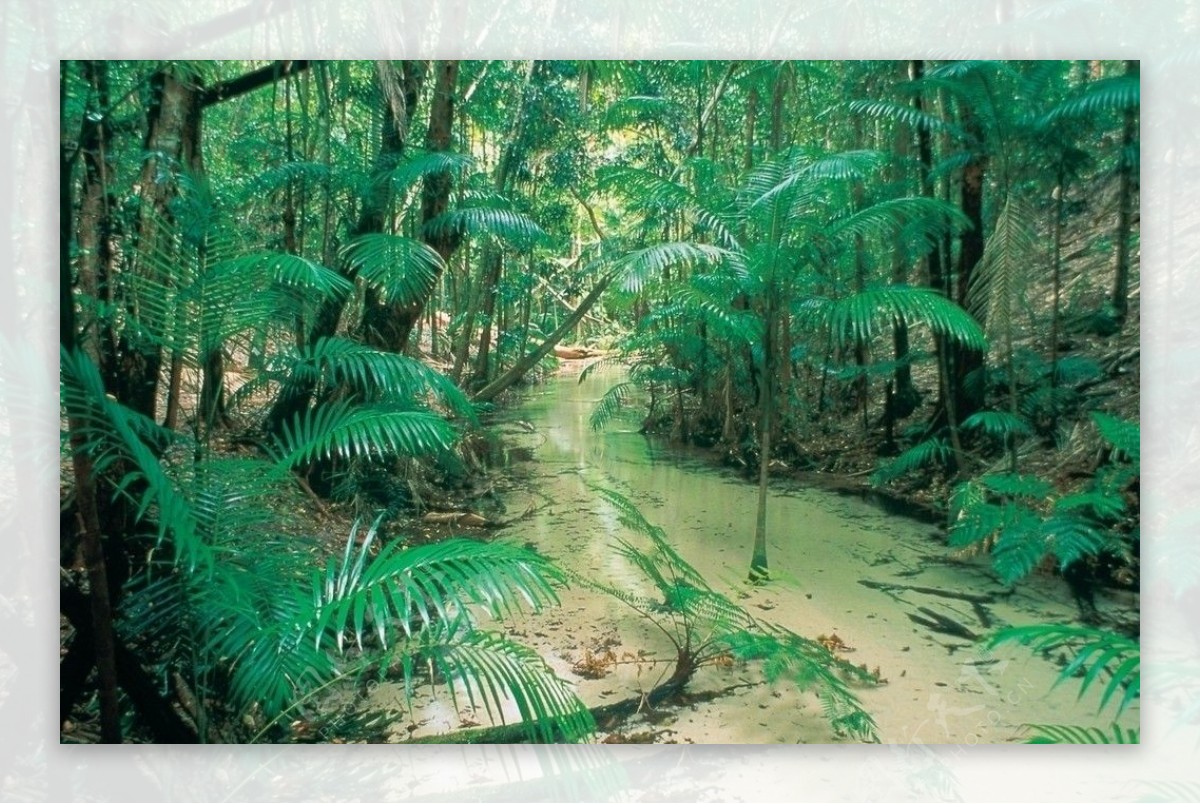 澳洲热带雨林图片
