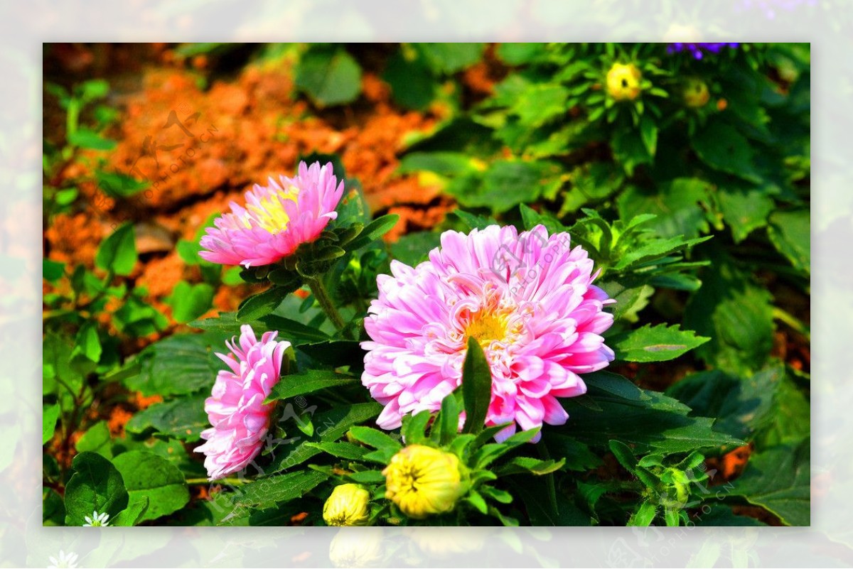 粉红菊图片