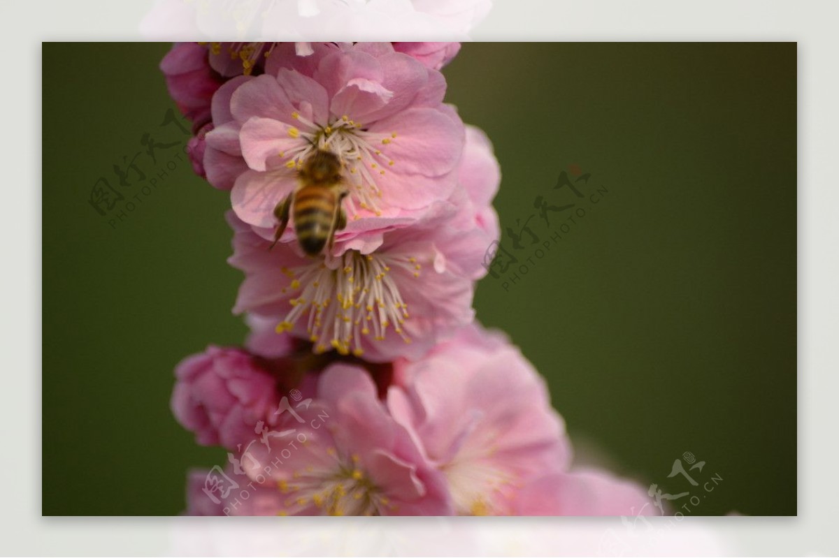 桃花蜜蜂图片