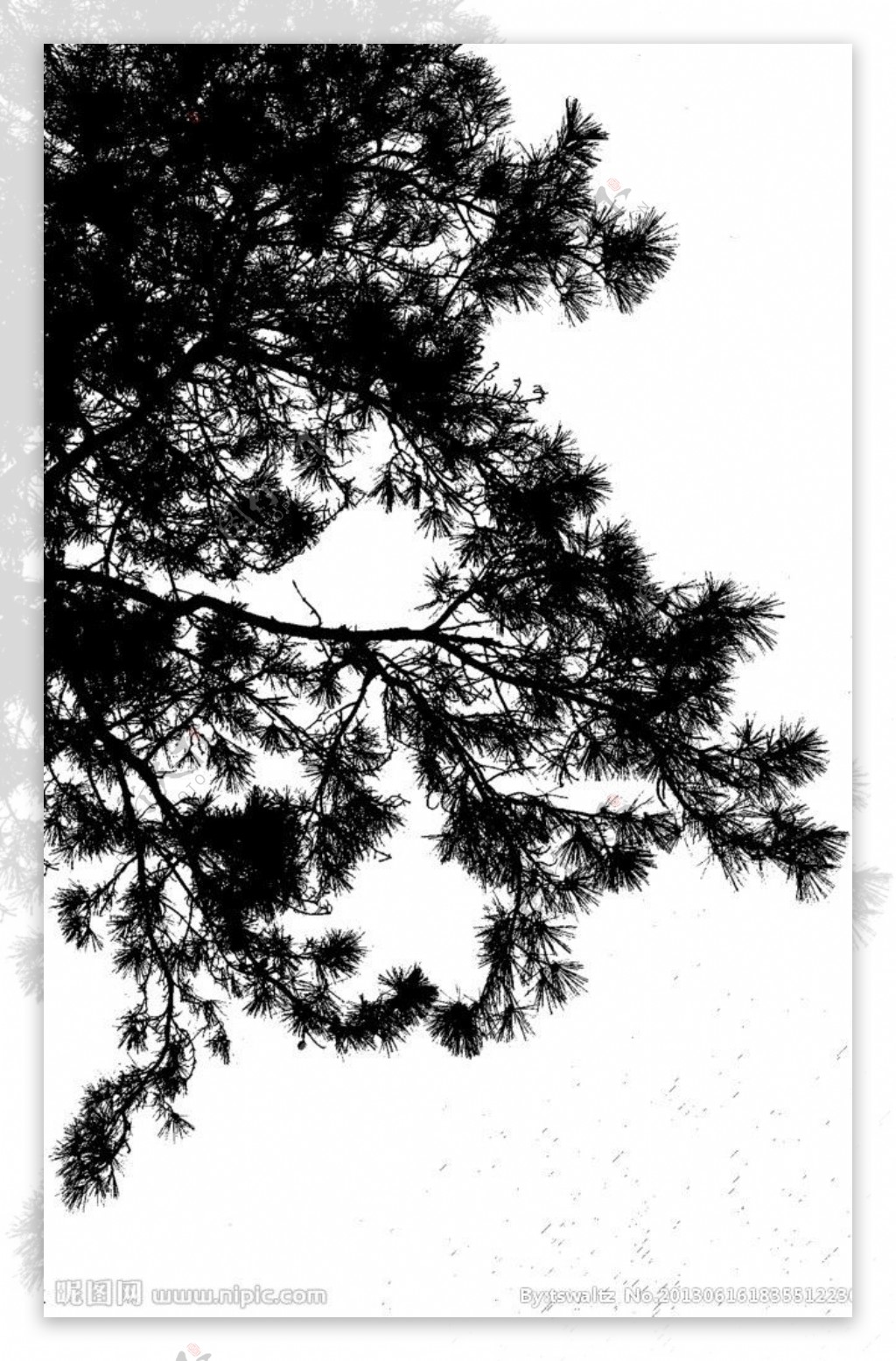 松树剪影图片