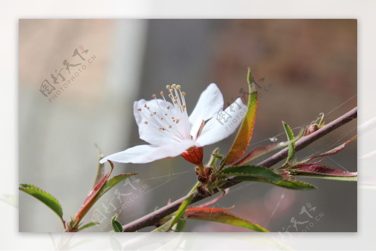 花卉桃花摄影图片