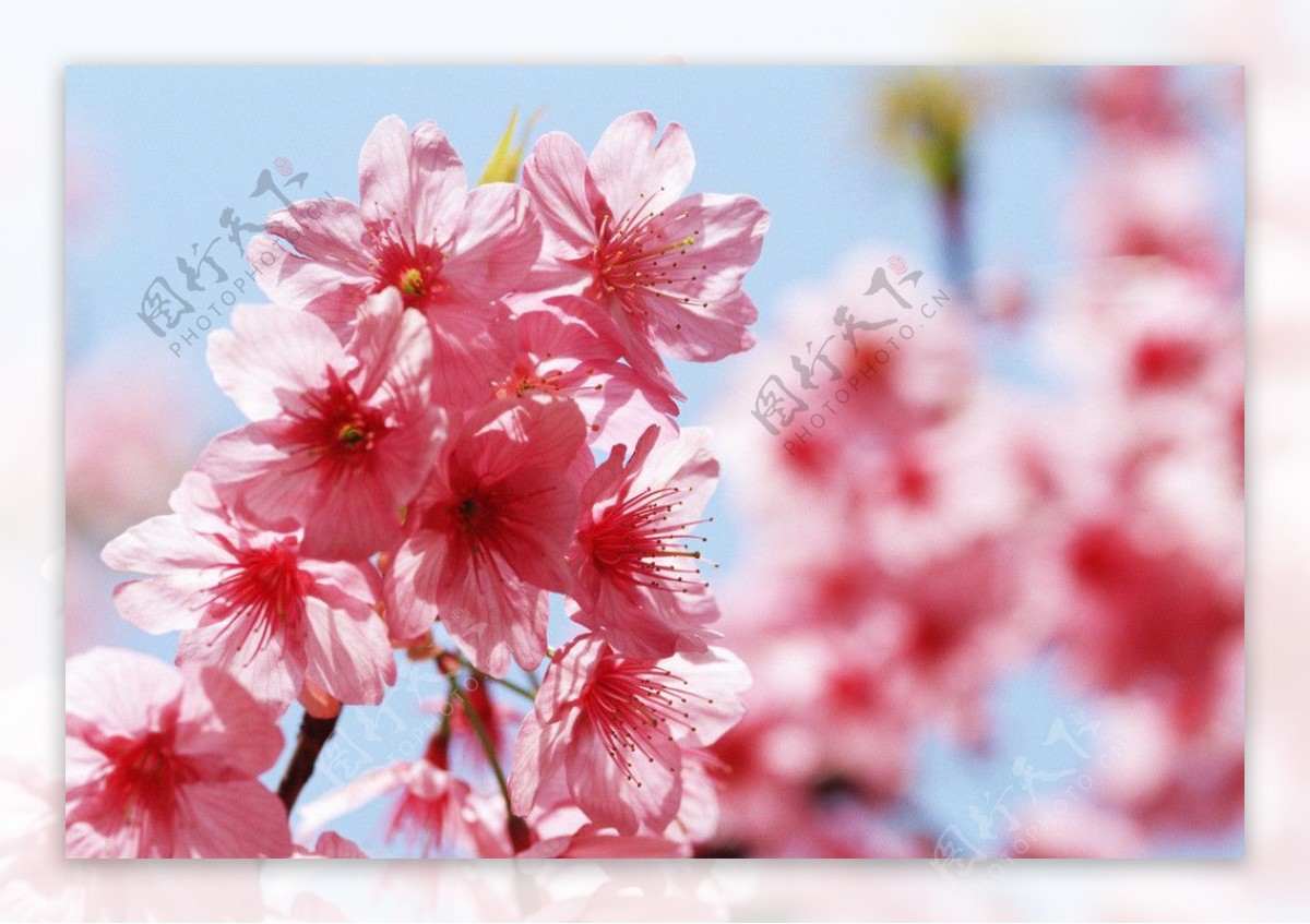 春天唯美桃花图片