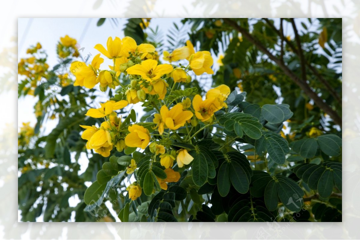 特写黄花槐图片