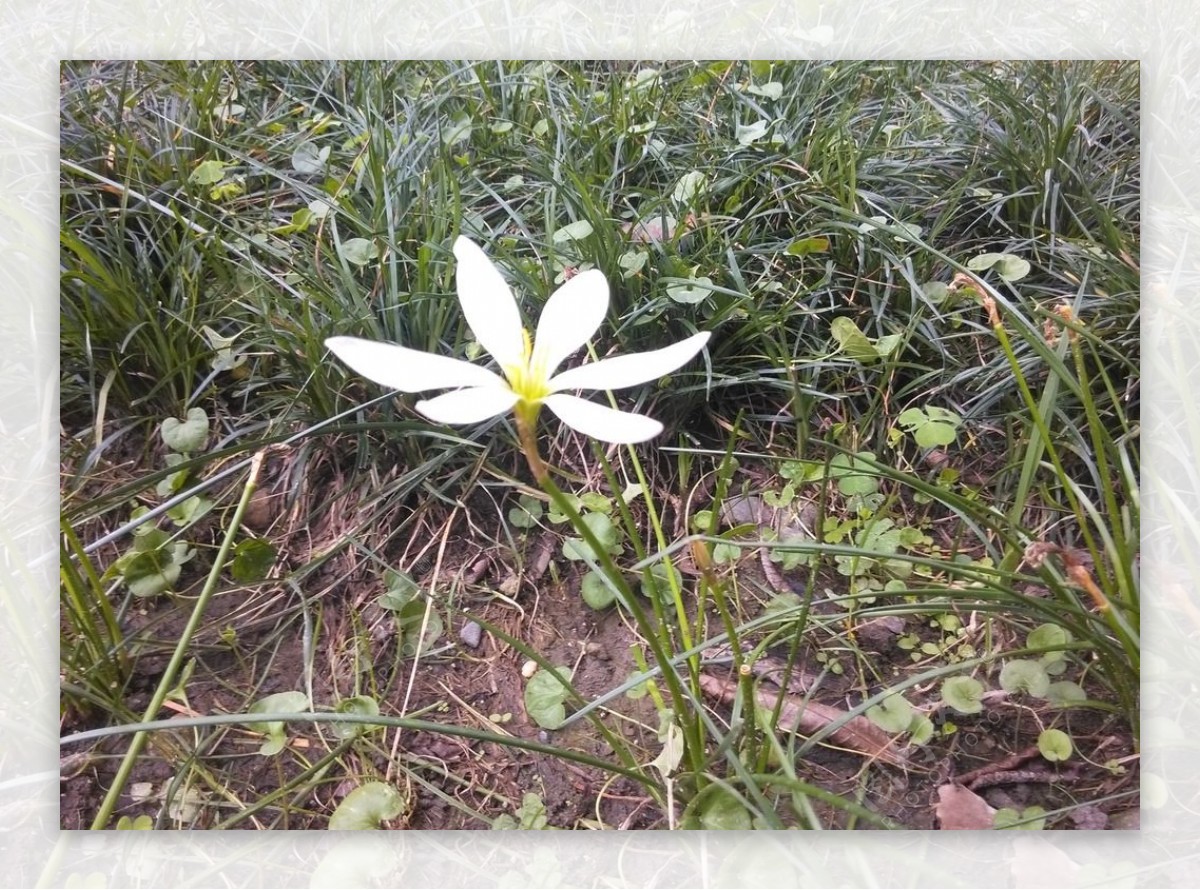 韭菜花图片