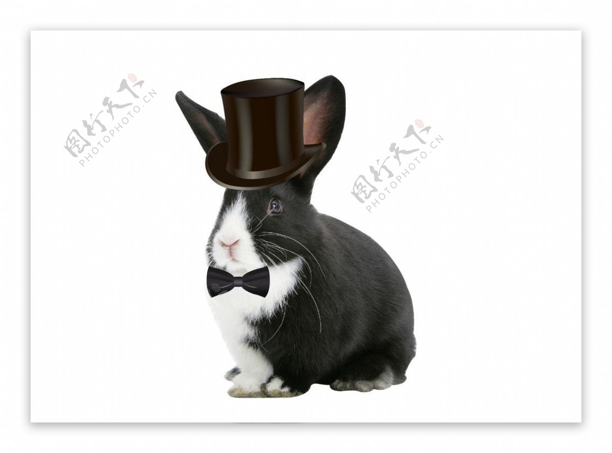黑兔子绅士兔子图片