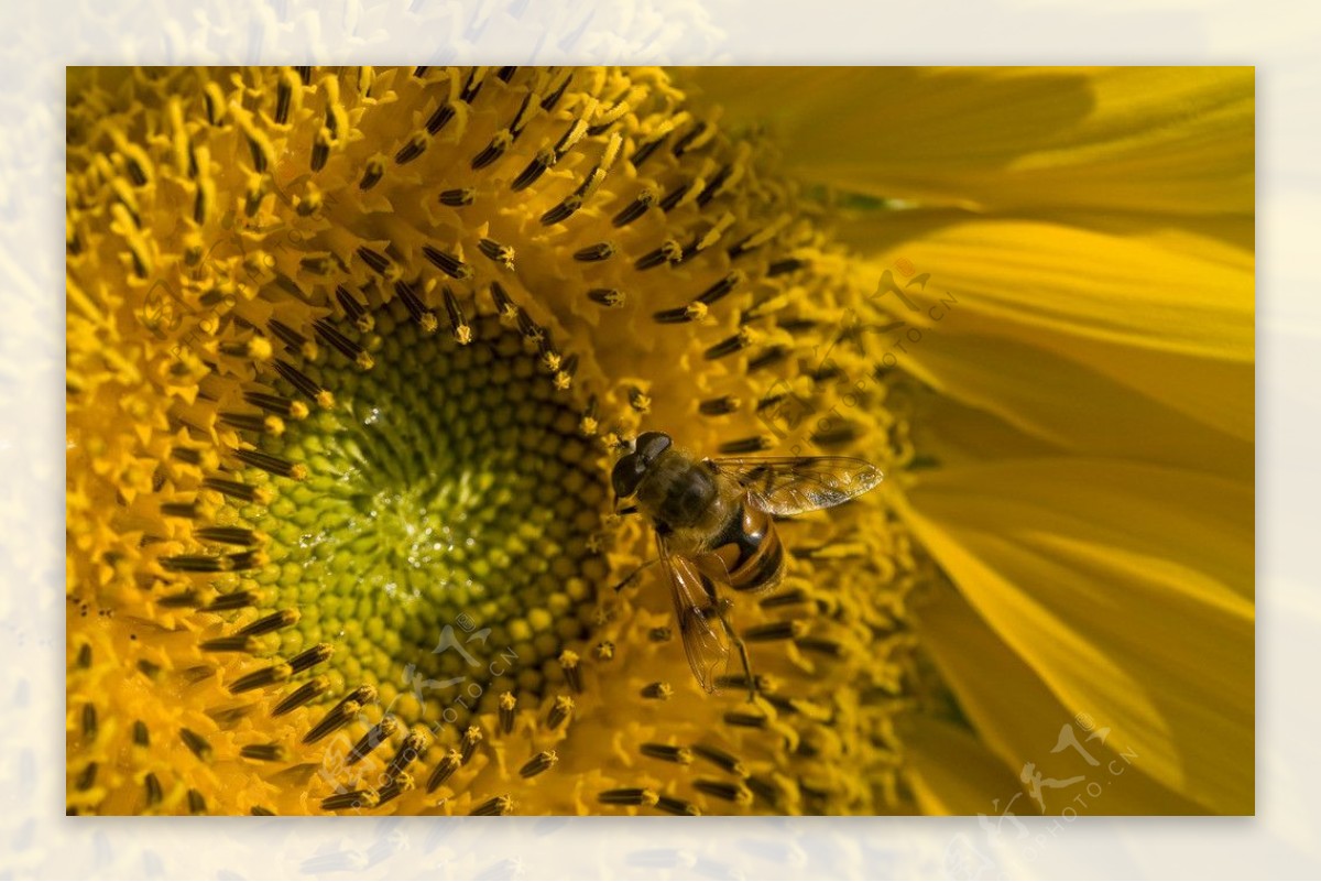 葵花蜜蜂图片