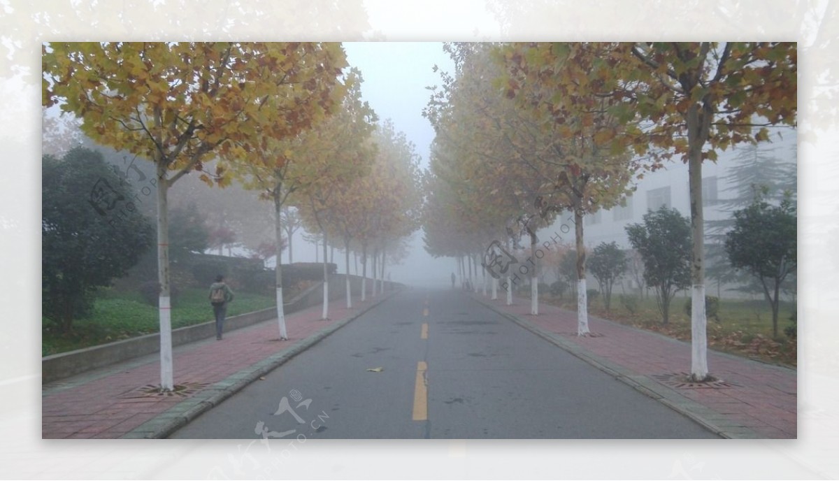 深秋雾梧路图片