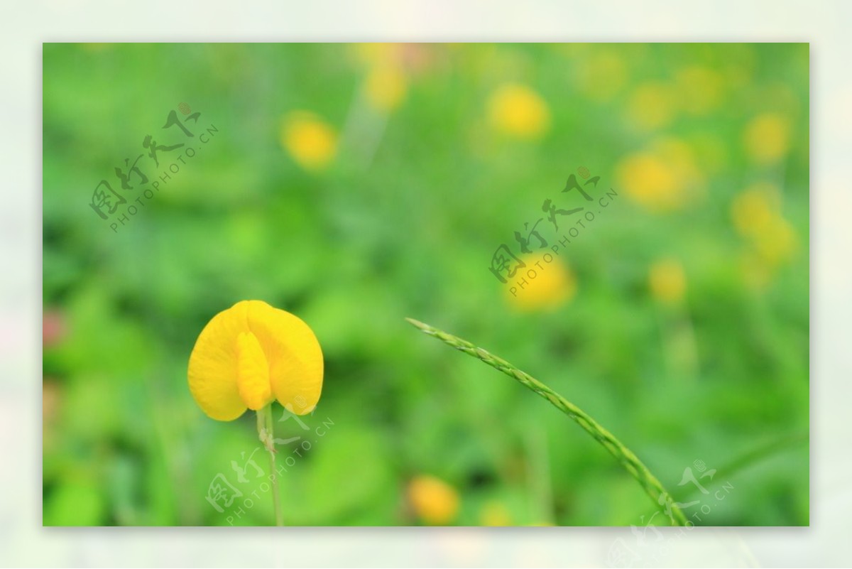 花丛中一点黄图片