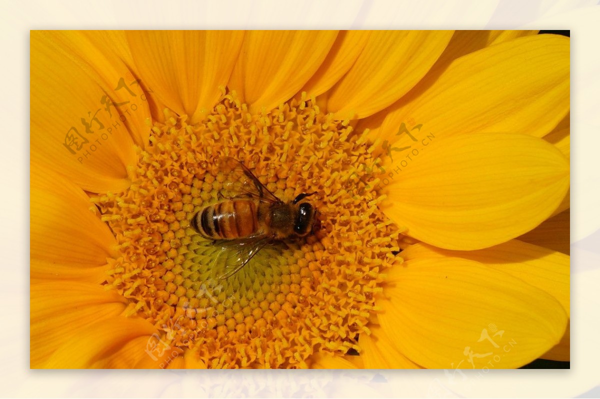 向日葵蜂蜜图片