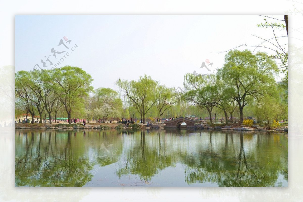 湖边柳树林图片