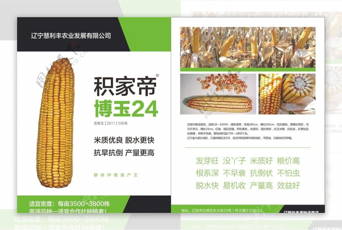 玉米传单图片