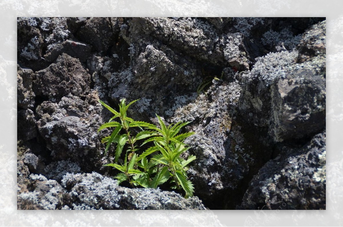 五大连池火山植物图片