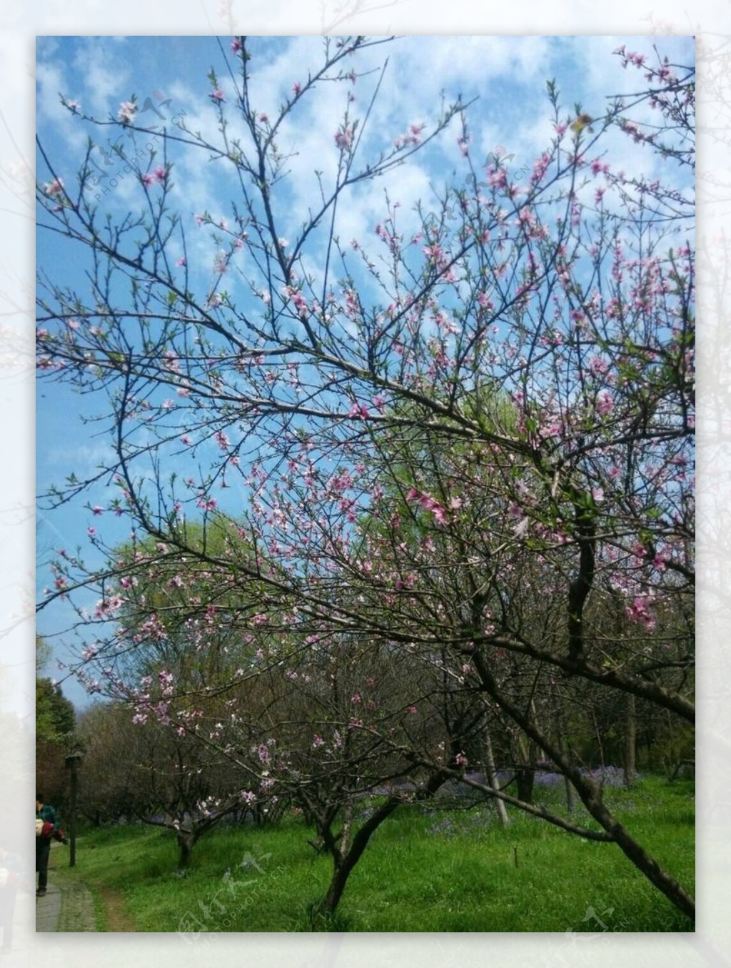 满园桃花盛开图片