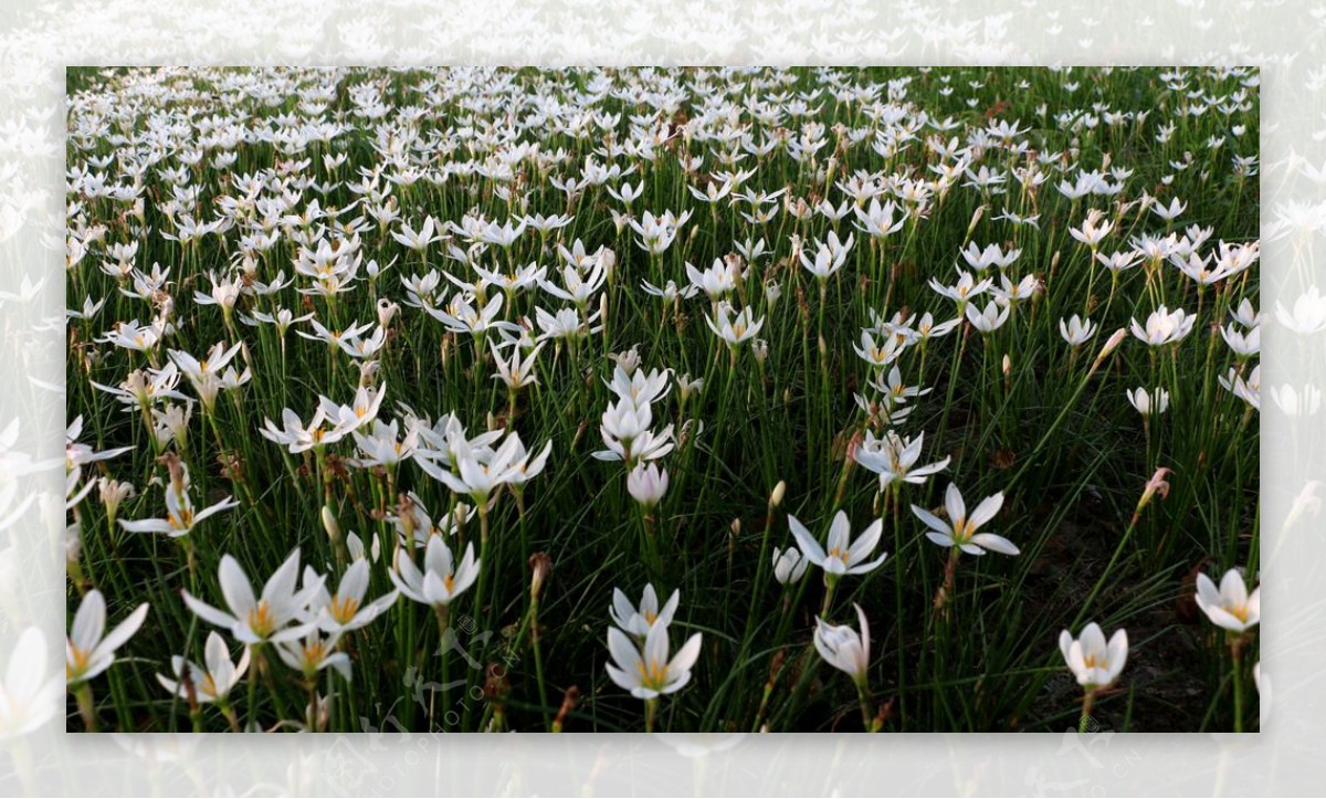 白色花丛图片