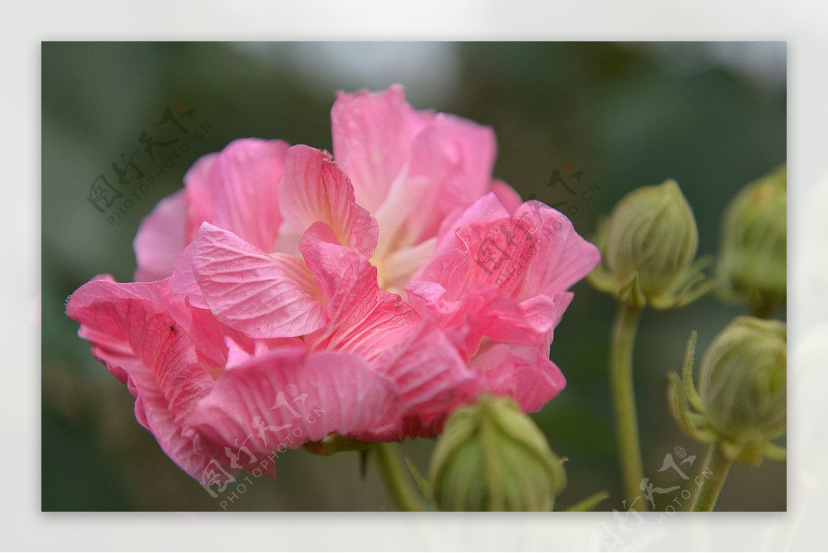 芙蓉花图片