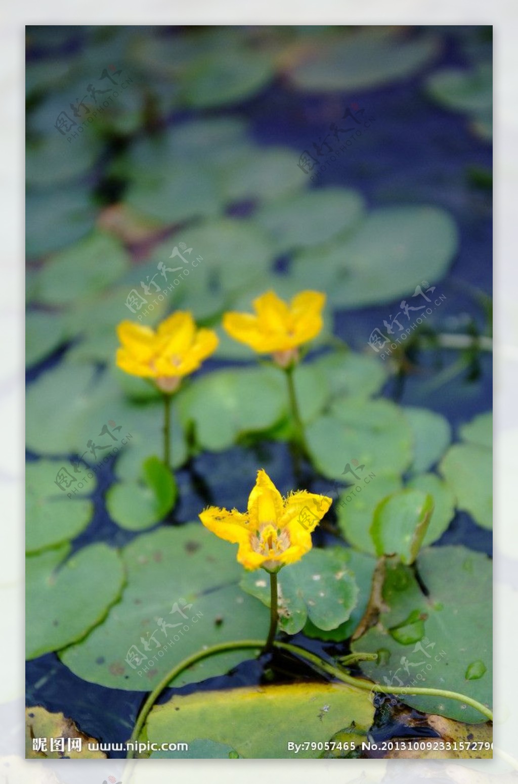 浮萍花图片