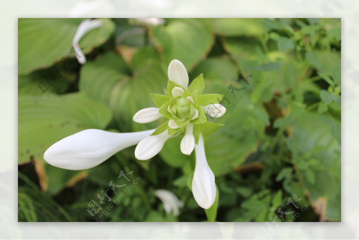 （首发）玉簪花