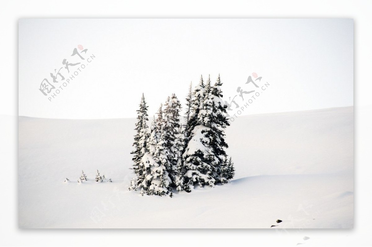 雪中松树图片