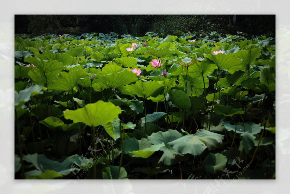 荷花池图片