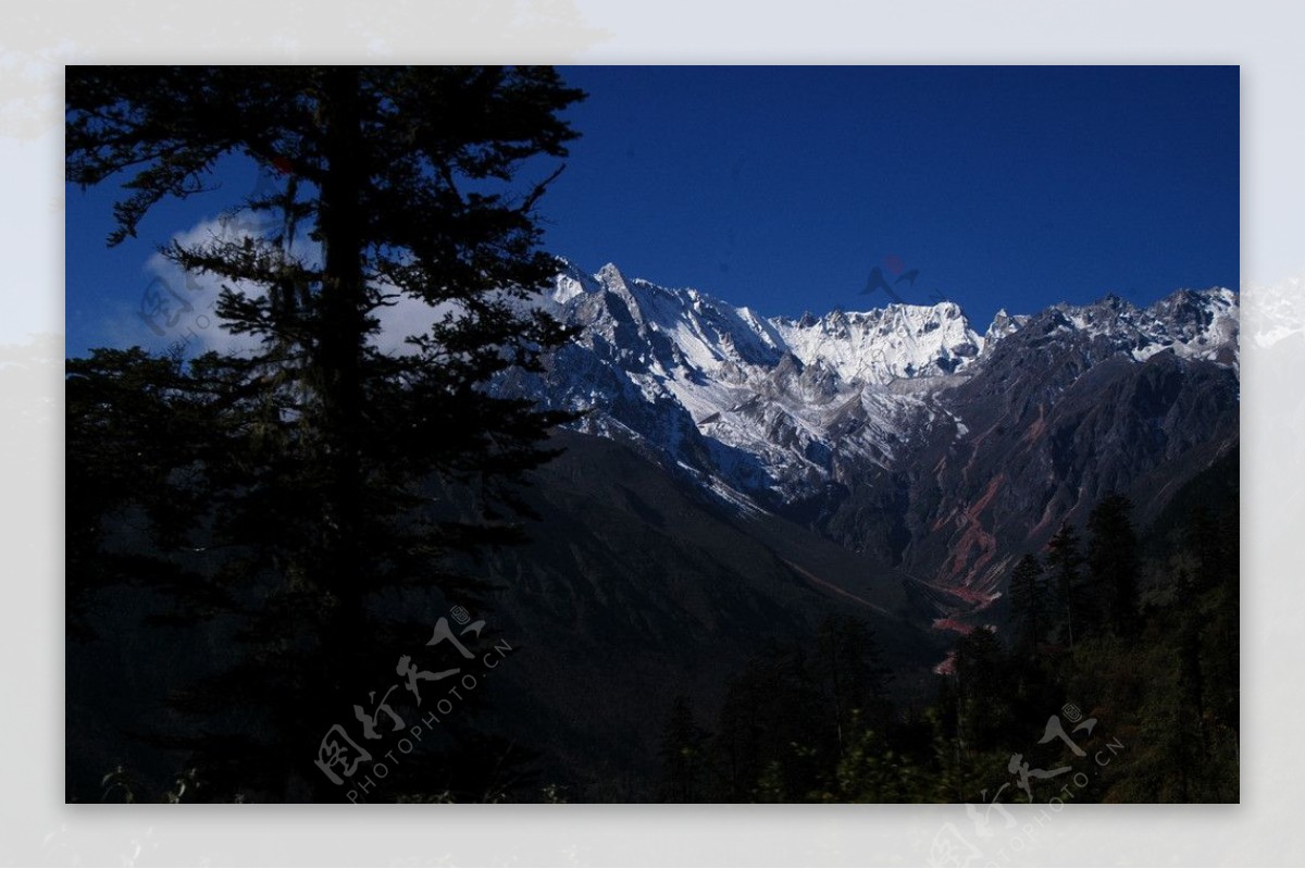 雪山松树图片