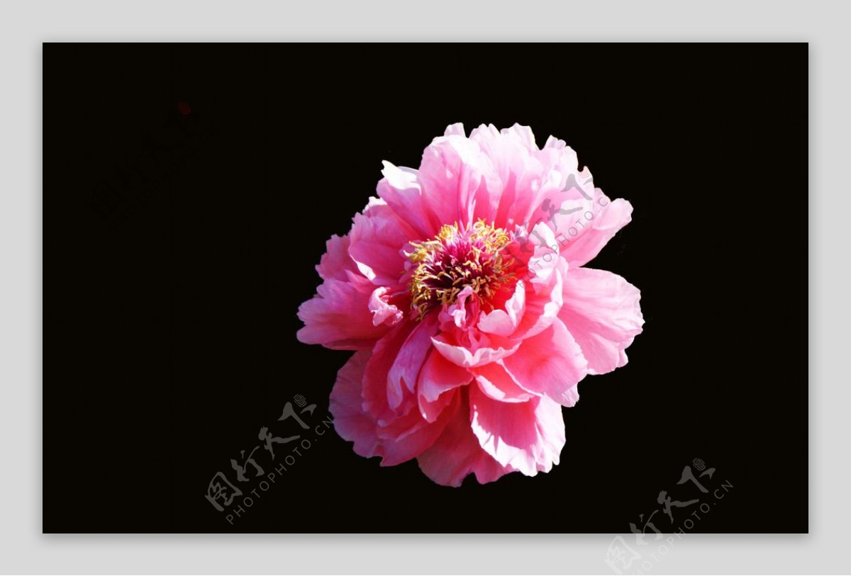 粉红牡丹花图片