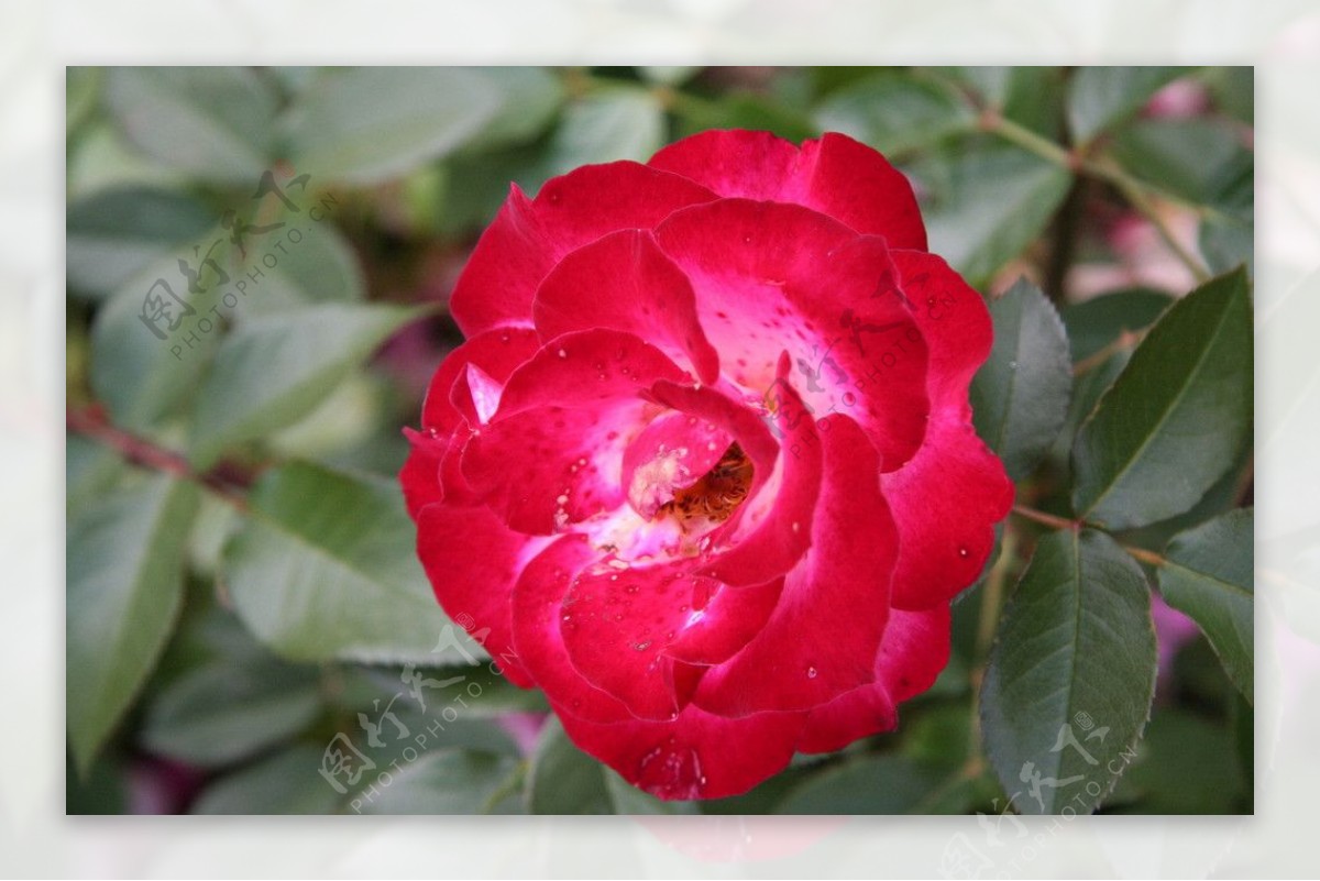 小玫瑰花图片素材-编号15489797-图行天下