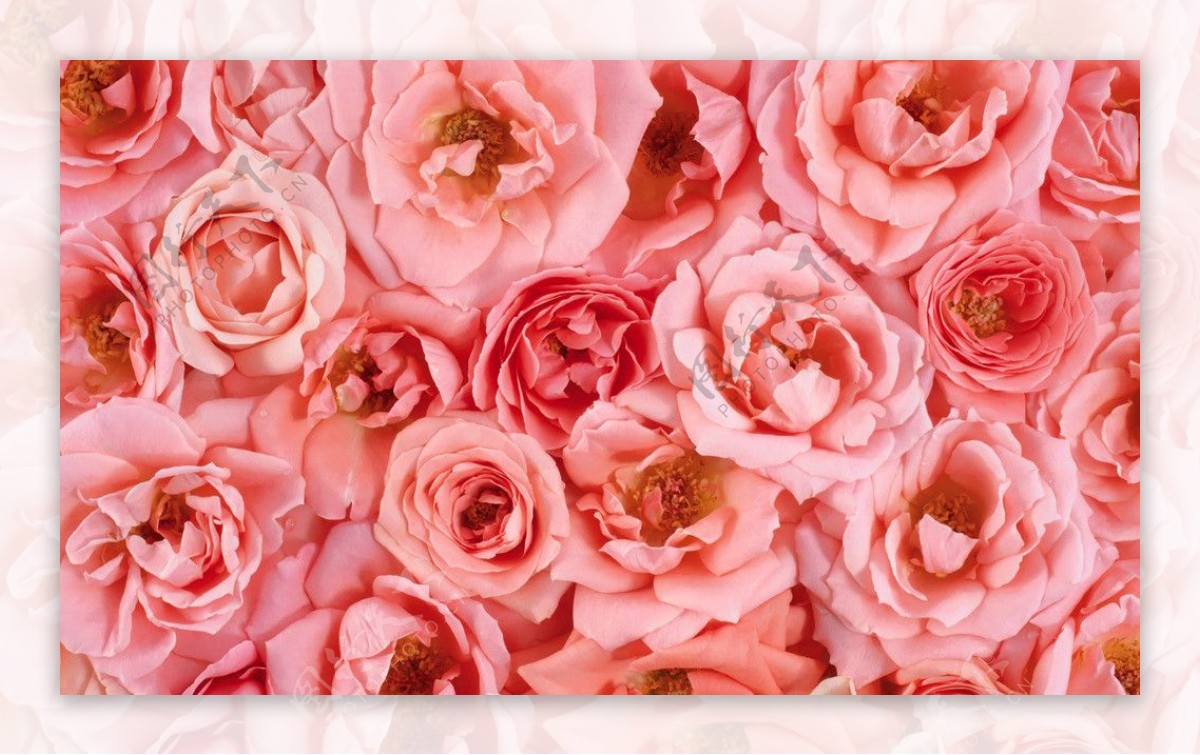 粉红玫瑰组合图片