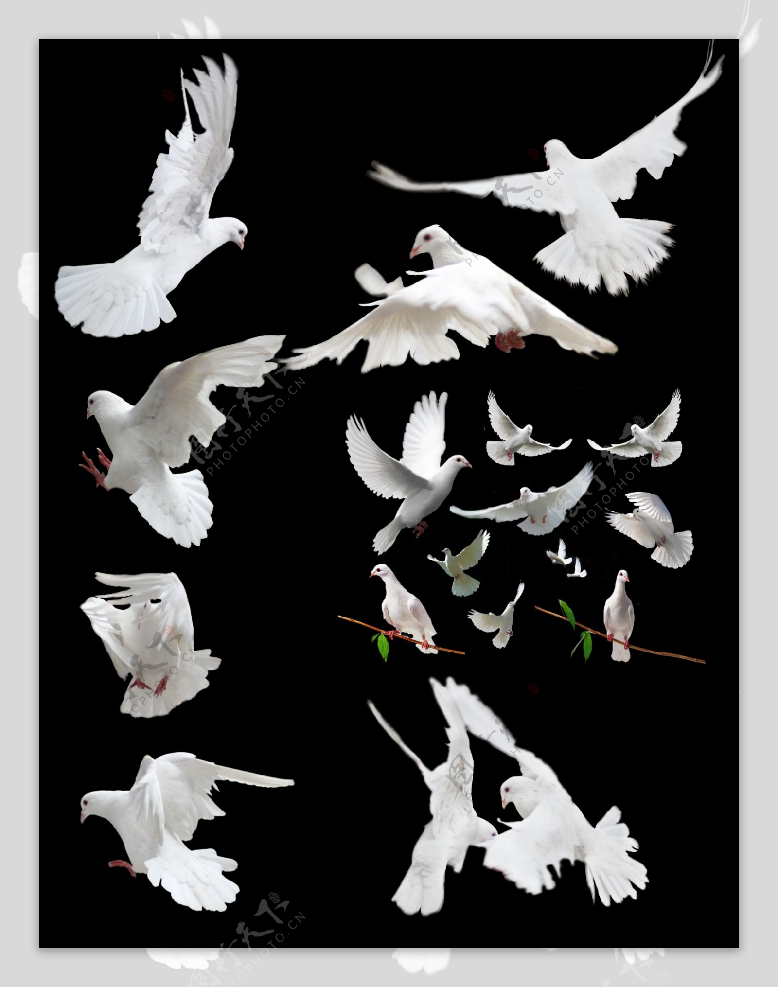 纯白色鸽子展翅起飞自由翱翔图片高清桌面壁纸 -桌面天下（Desktx.com）