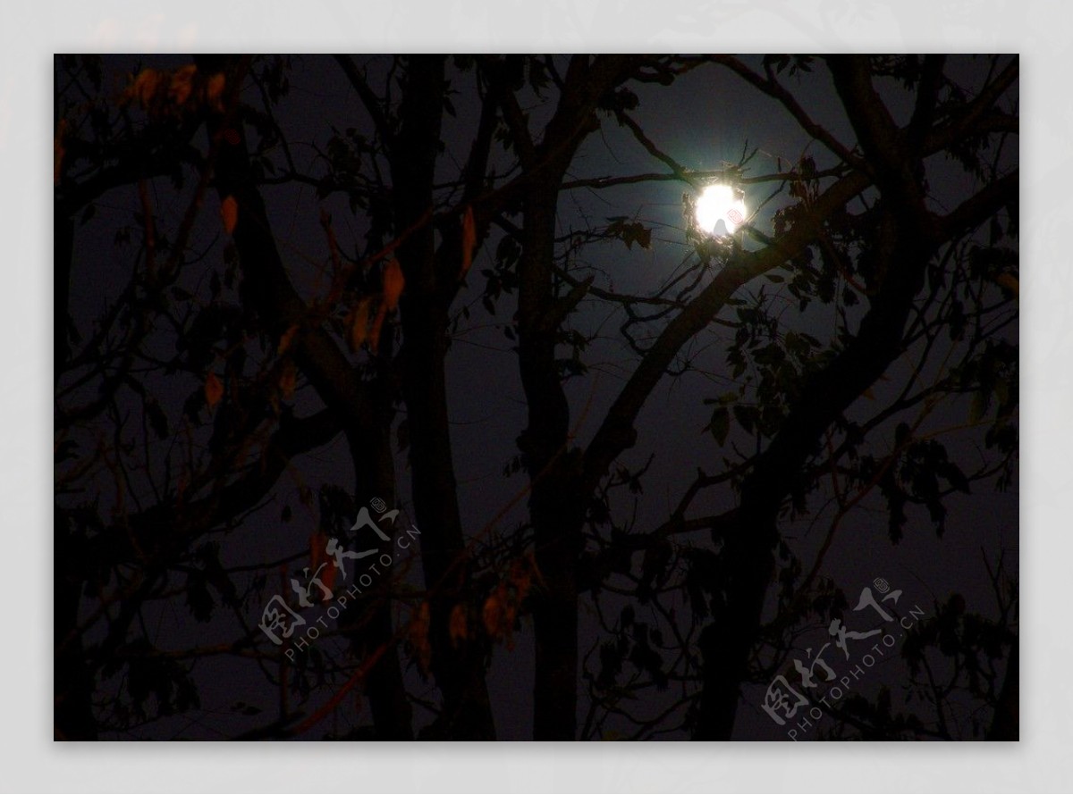 月光透过树枝图片