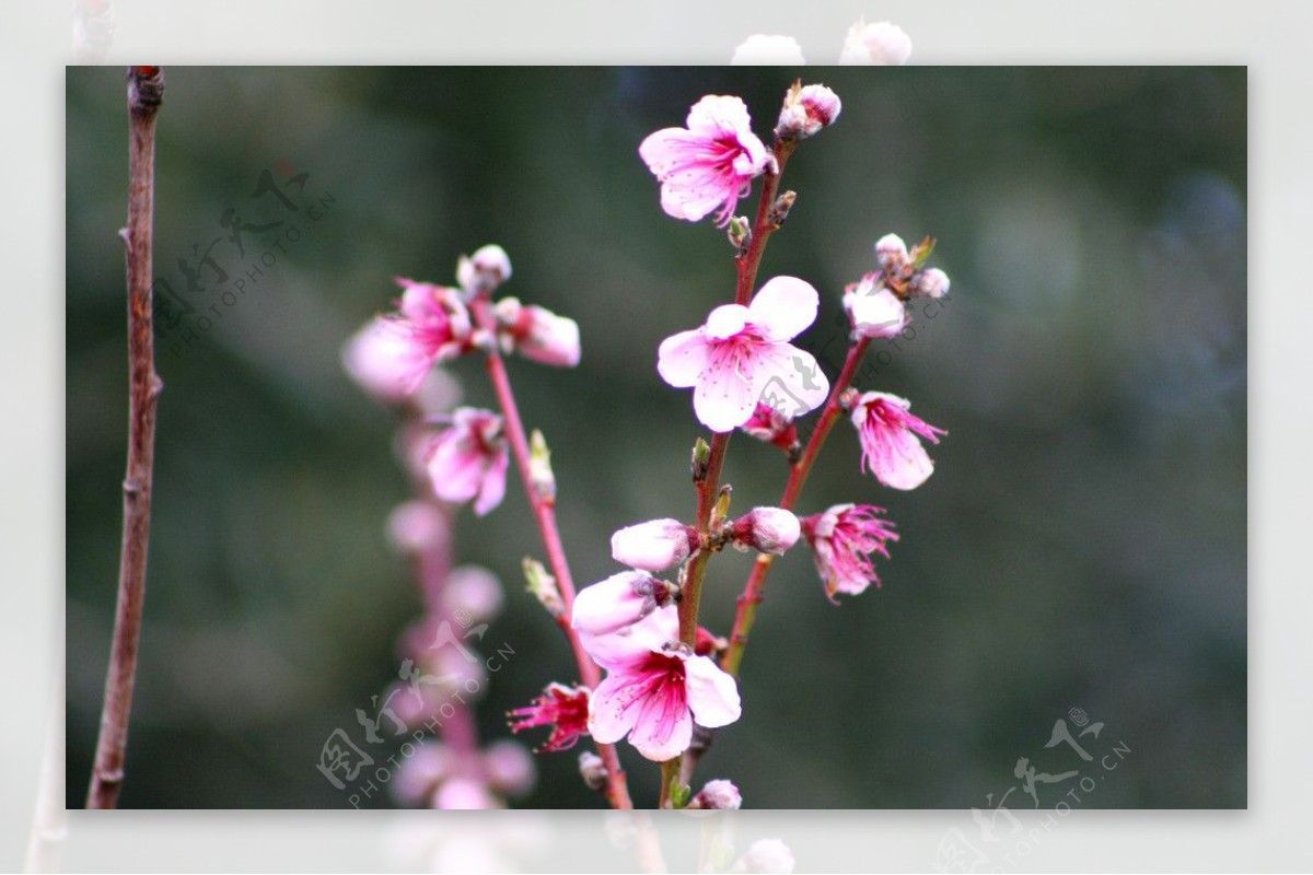 桃花图片