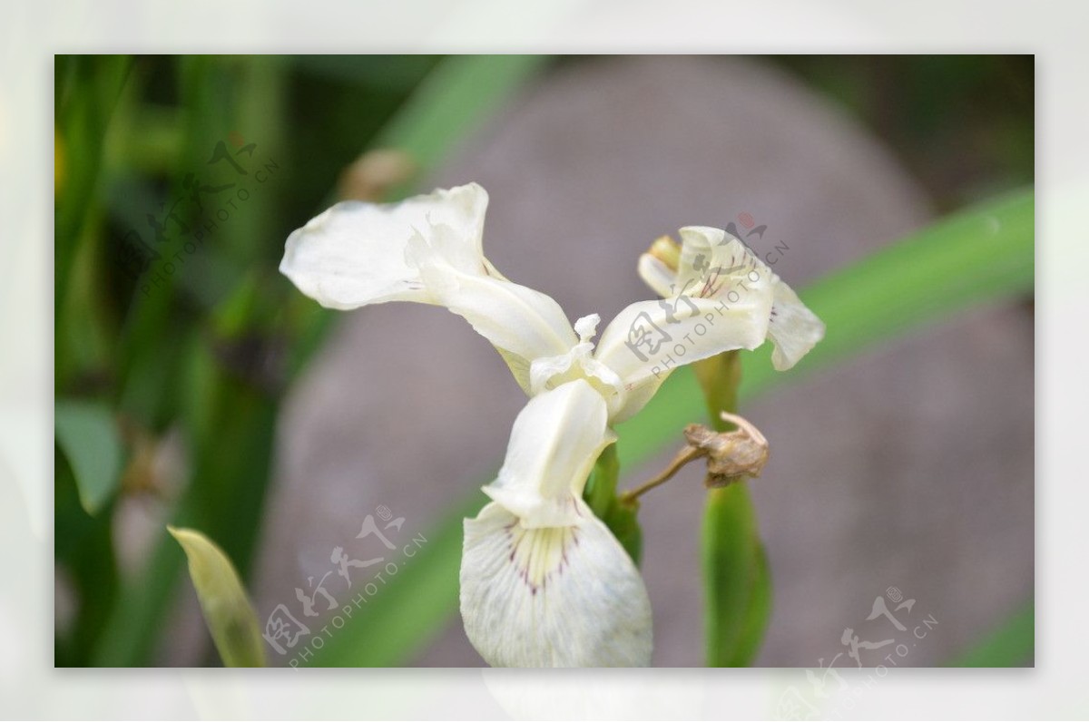 白花鸢尾图片