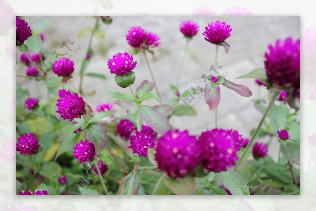 花朵植物桌面静态图片