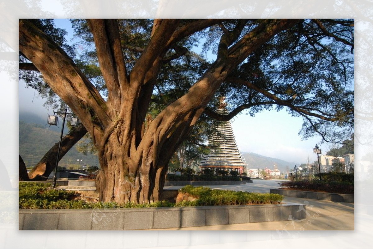 中国最大最古老的樟树 |摄影|风光摄影|不错先生 - 原创作品 - 站酷 (ZCOOL)