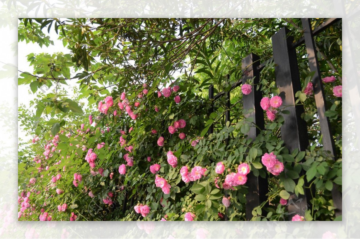 蔷薇玫瑰月季夏图片
