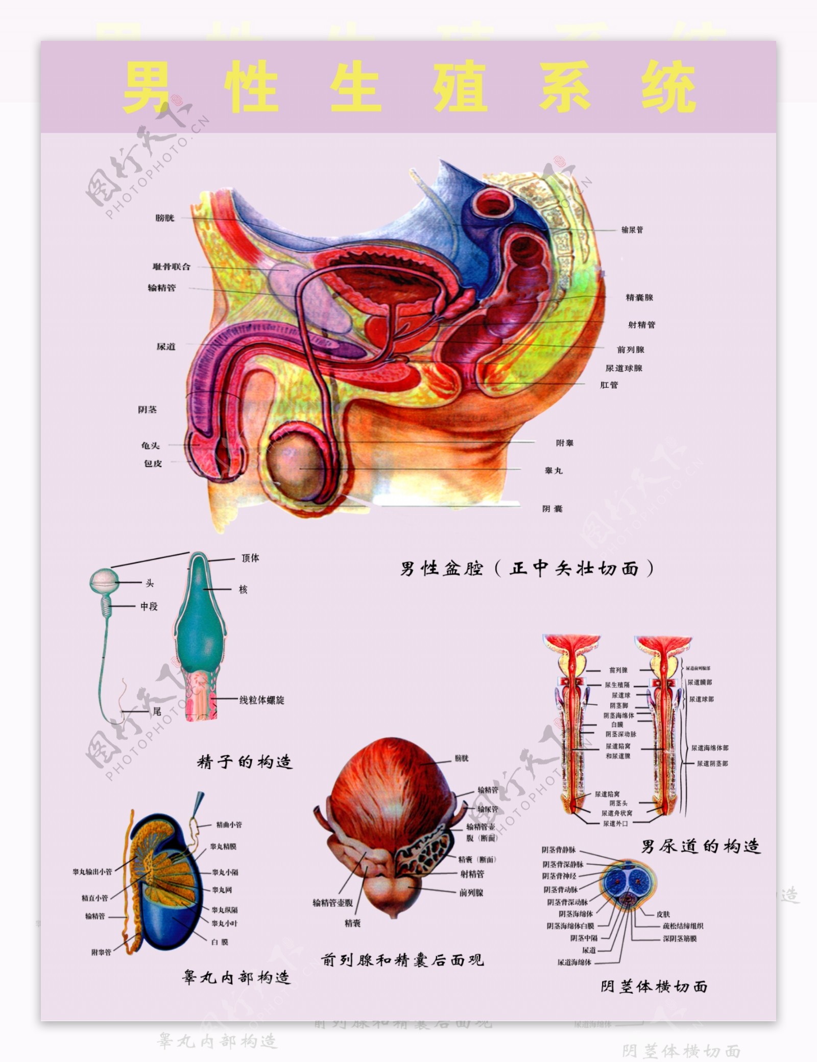 男性生殖系统图片