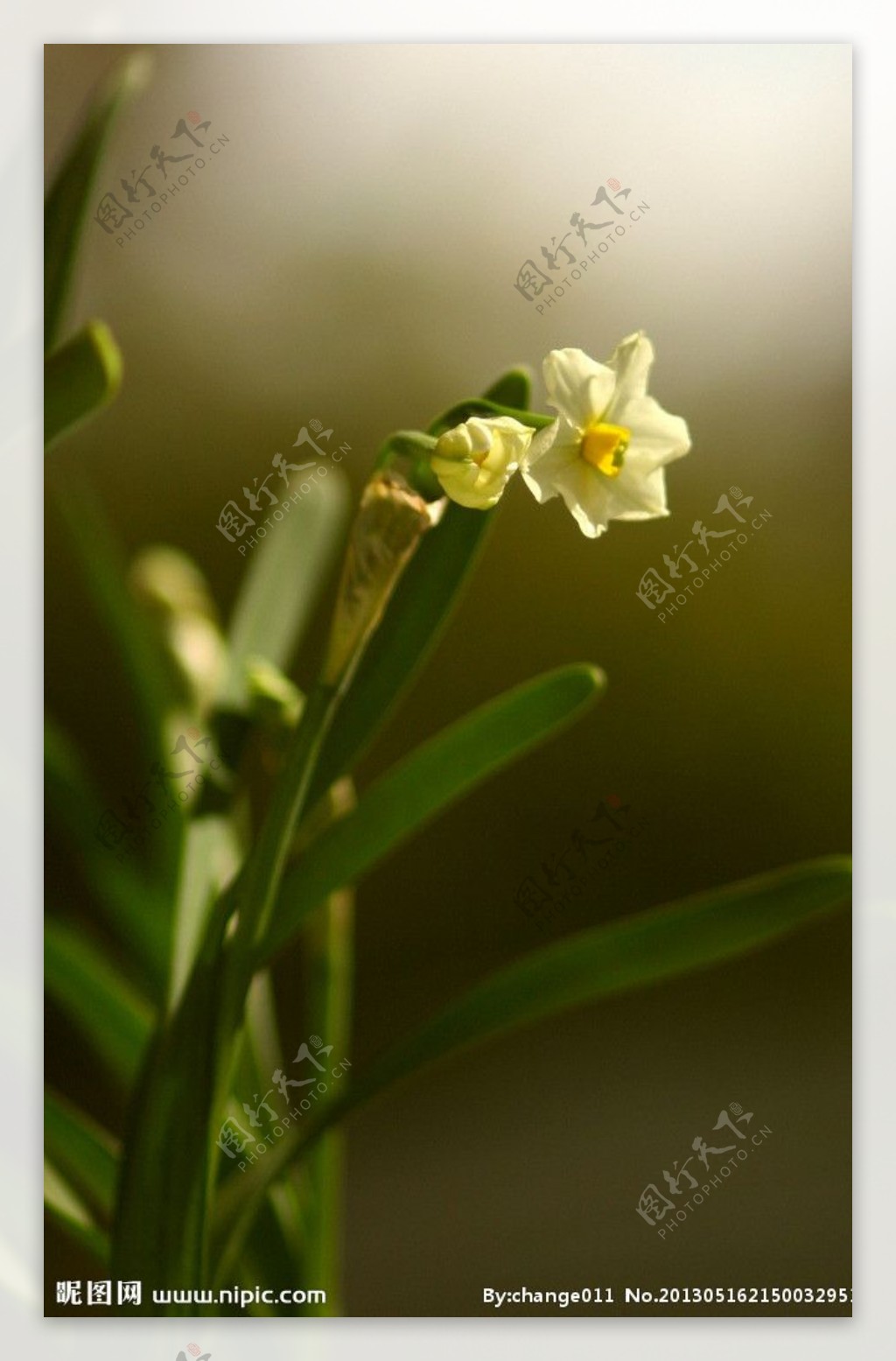 水仙花图片