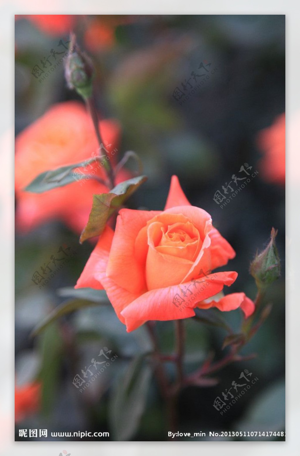 桔红月季花图片