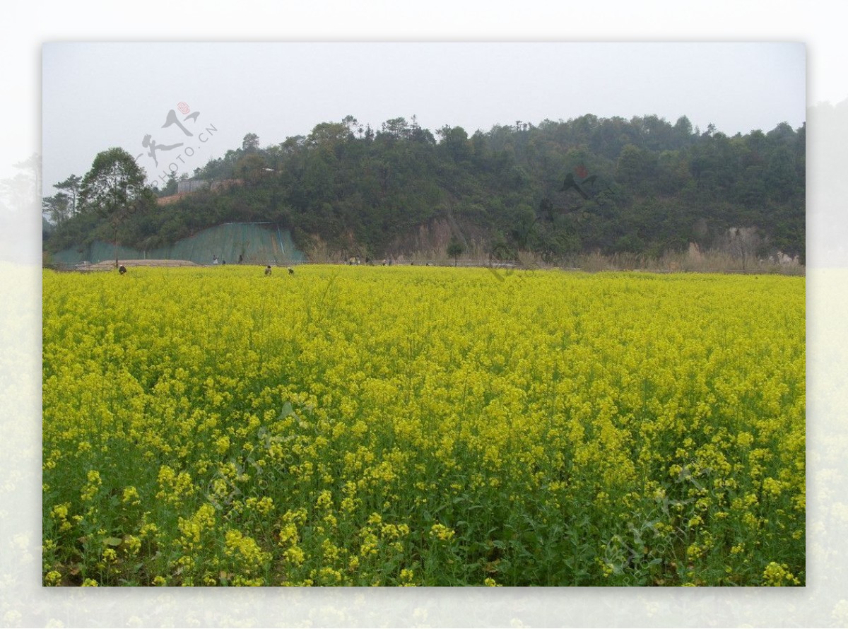 油菜花图片