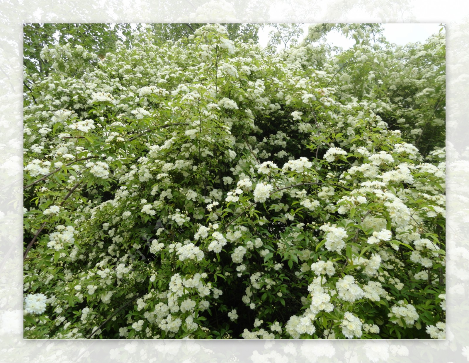 木香花图片