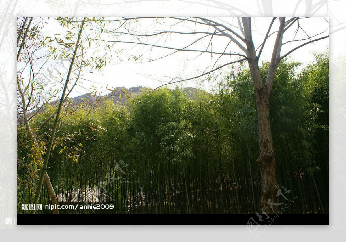 竹林与大树图片