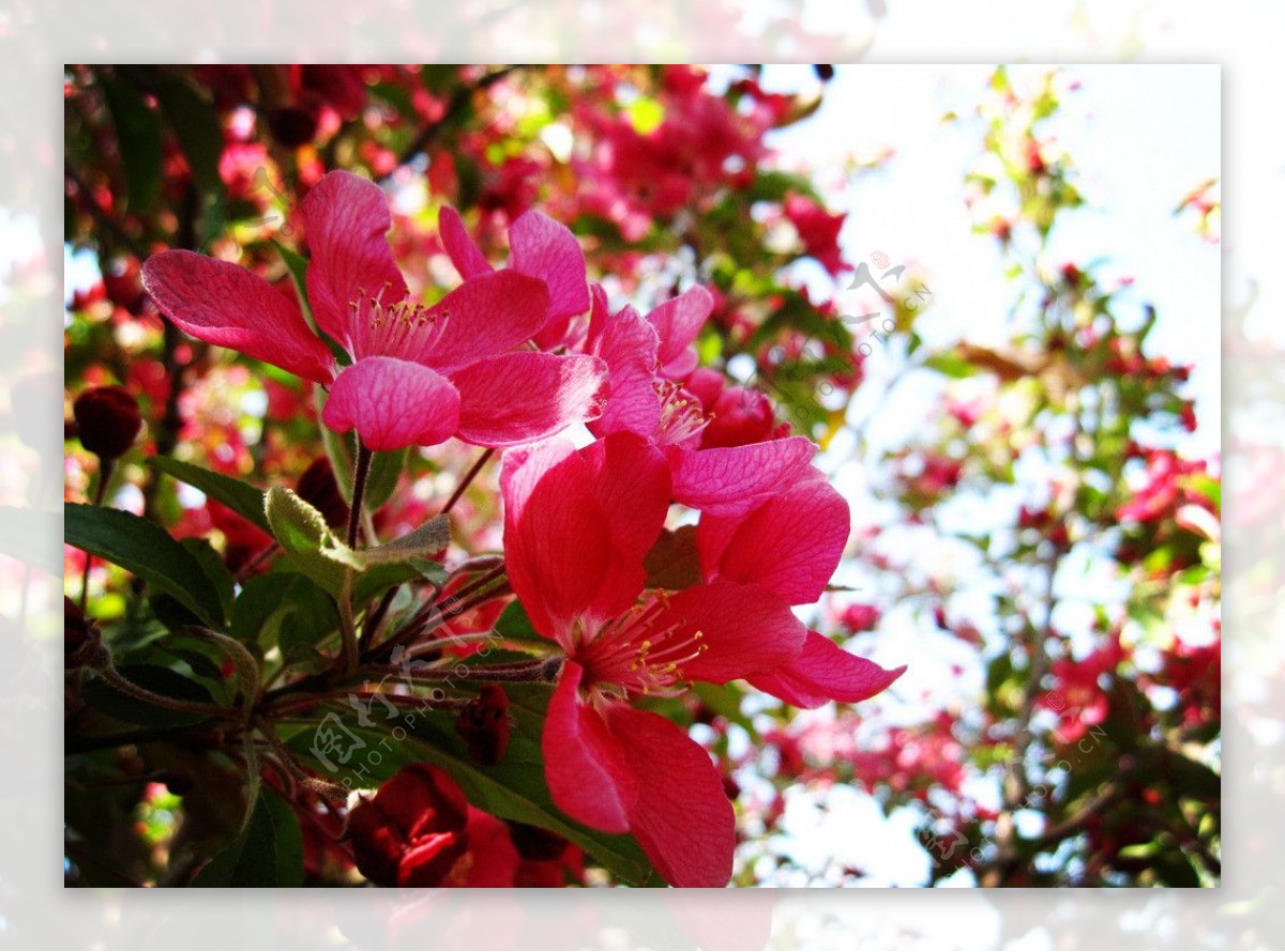 海棠花红色图片