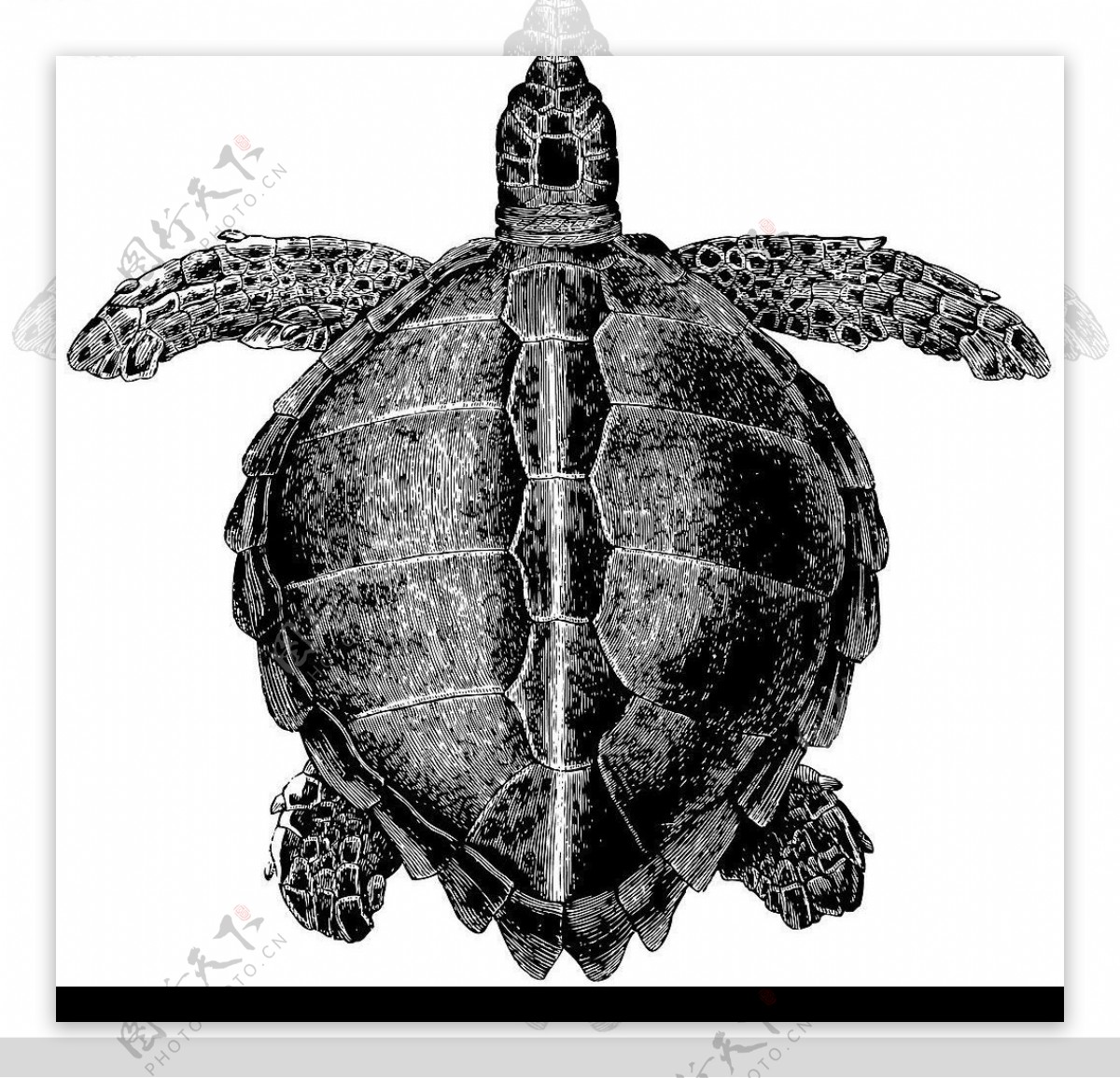 素描版画海龟图片
