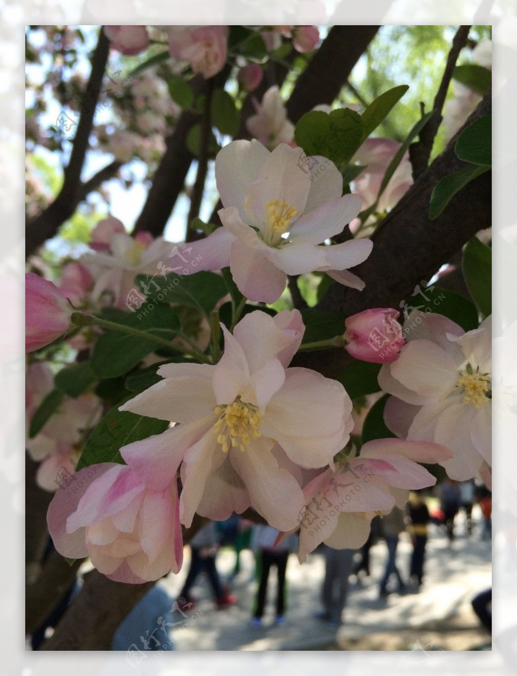 五朵樱花图片