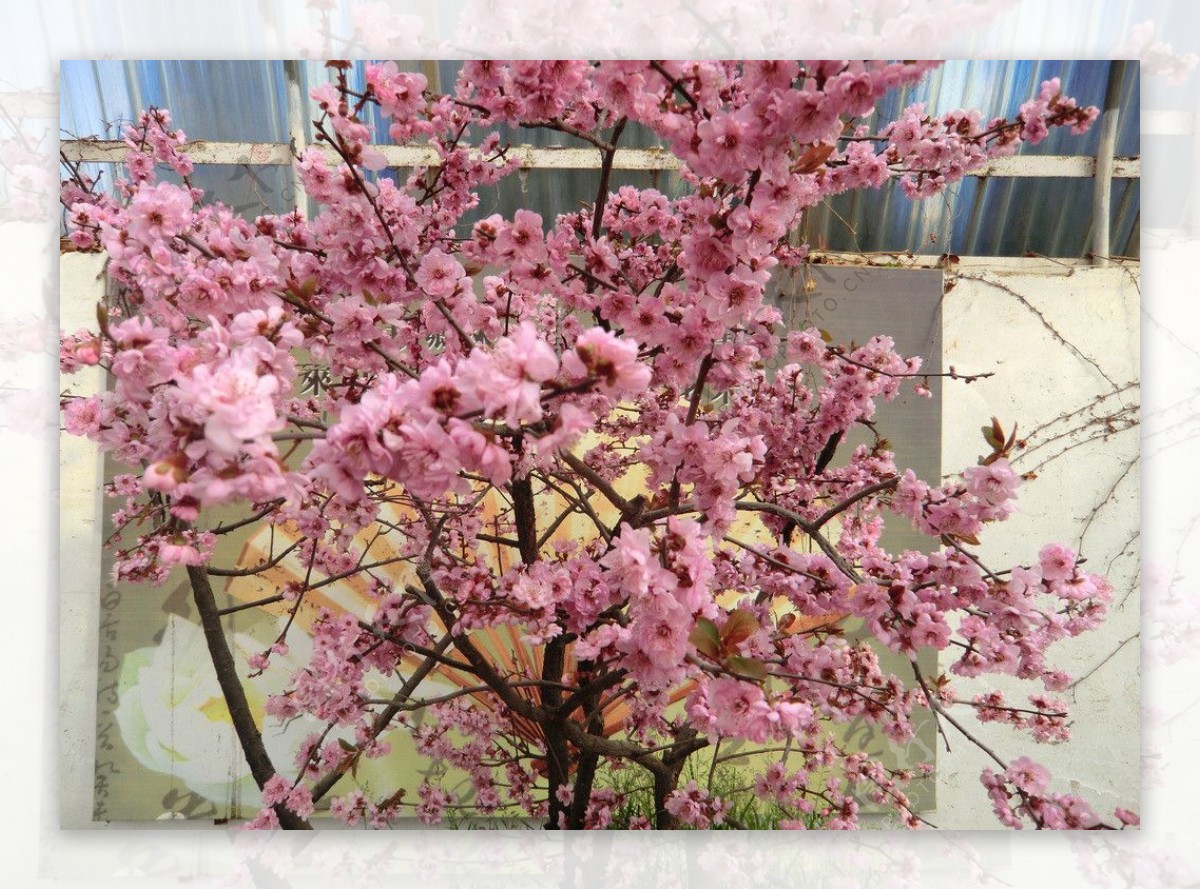 粉色梅花树图片